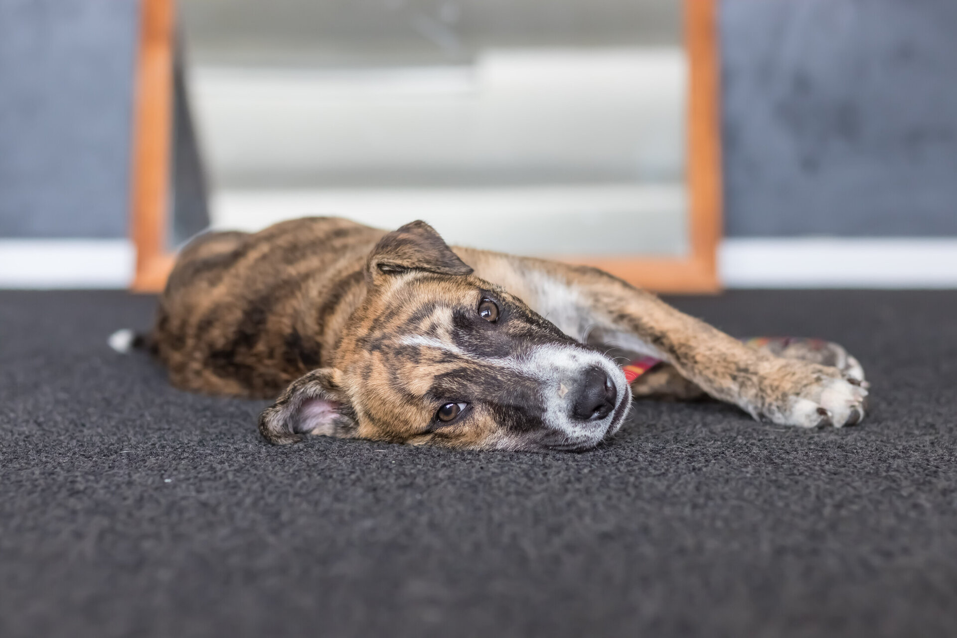 Pound Hounds Rescue Rescue Dogs Adopt a dog
